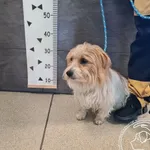 Przyjęty: 2025-06-17 Gmina: Babice Płeć: Pies Opis: mieszaniec, biało-rude