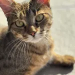 Zaginął kot, Żory, 19 czerwca 2025