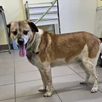Pies do adopcji, Choszczno, 15 maja 2025