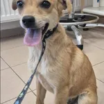 Znaleziono psa, Grudziądz, 19 czerwca 2025