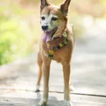 Znaleziono psa, Sosnowiec, 18 czerwca 2025