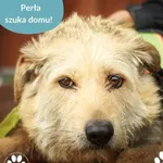 Pies do adopcji, Dąbrówka, 18 czerwca 2025