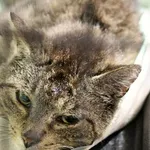 Znaleziono kota, Wałbrzych, 15 czerwca 2025