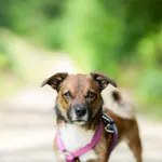 Znaleziono psa, Sosnowiec, 14 czerwca 2025