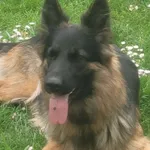 Zaginęła suczka owczarek niemiecki dł.włosy