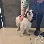 Znaleziono psa, Chełmek, 18 czerwca 2025