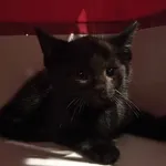 Kocurek poz. 25/301/K