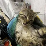 Kocurek poz. 25/303/K