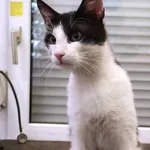 Znaleziono kota, Łódź, 19 czerwca 2025