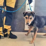 Znaleziono psa, Chełmek, 21 czerwca 2025