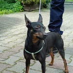 Pies do adopcji, Włocławek, 19 czerwca 2025