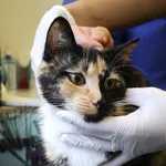 Znaleziono kota, Łódź, 20 czerwca 2025