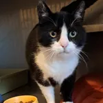 Kot do adopcji, Olsztyn, 13 maja 2025