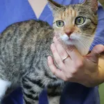 Znaleziono kota, Łódź, 20 czerwca 2025