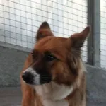 Znaleziono psa, Gdańsk, 20 czerwca 2025