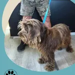 Znaleziono psa, Dąbrówka, 20 czerwca 2025