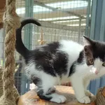 Kot do adopcji, Włocławek, 18 czerwca 2025