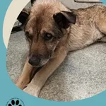 Znaleziono psa, Dąbrówka, 19 czerwca 2025