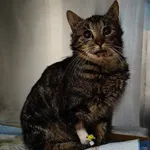 Znaleziono kota, Lublin, 19 czerwca 2025