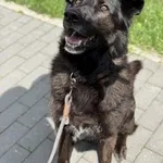 Pies do adopcji, Kraków, 6 czerwca 2025