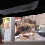 Zaginął kot, Łódź, 22 czerwca 2025