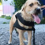 Znaleziono psa, Łódź, 21 czerwca 2025