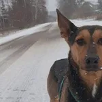 Znaleziono psa, Tatary, 10 grudnia 2024