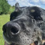 Pies do adopcji, Tatary, 25 listopada 2015