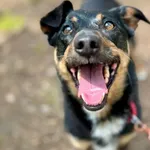 Pies do adopcji, Piła, 8 maja 2025