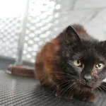 Kot do adopcji, Grudziądz, 22 maja 2025