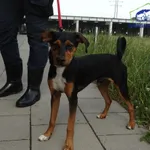 Znaleziono psa, Szczecin, 22 czerwca 2025