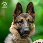 Pies do adopcji, Gdynia, 23 czerwca 2025