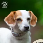 Pies do adopcji, Gdynia, 23 czerwca 2025