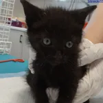 Znaleziono kota, Szczecin, 22 czerwca 2025