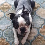 Zaginął Boston Terrier wabi się Baks 