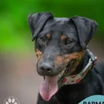 Pies do adopcji, Gdynia, 23 czerwca 2025