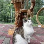 Kot do adopcji, Włocławek, 21 czerwca 2025