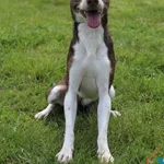 Pies do adopcji, Grudziądz, 4 czerwca 2025