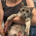 Znaleziono kota, Toruń, 22 czerwca 2025