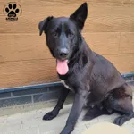 Znaleziono psa, Gdynia, 17 czerwca 2025