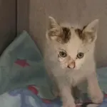 Znaleziono kota, Toruń, 22 czerwca 2025