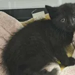 Znaleziono kota, Toruń, 22 czerwca 2025