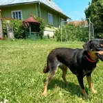 Pies do adopcji, Ropczyce, 23 czerwca 2025