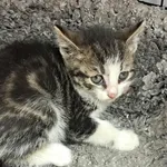 Znaleziono kota, Toruń, 22 czerwca 2025