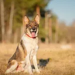Czesmir - wpatrzony w człowieka, łagodny, kochany psiak BŁAGA o dom!