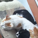 Zaginął kot, Korytnica, 24 czerwca 2025