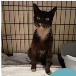 Znaleziono kota, Gdynia, 10 czerwca 2025