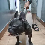 Znaleziono psa, Sosnowiec, 22 czerwca 2025