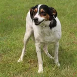 Pies do adopcji, Grudziądz, 7 czerwca 2025