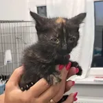 Znaleziono kota, Toruń, 22 czerwca 2025